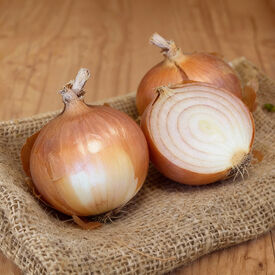 Caliber, (F1) Onion Seeds